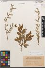 Foto von Salix caprea L. x Salix purpurea L.